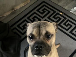 Buddy