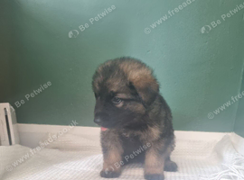 German shepard puppies