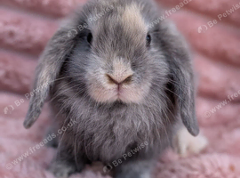 Mini lops