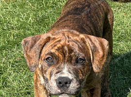 Staffordshire Bull Terrier X pups