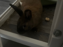 6 month old rabbit