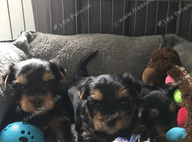 Yorkshire terrier puppies