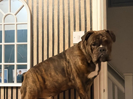 English bulldog