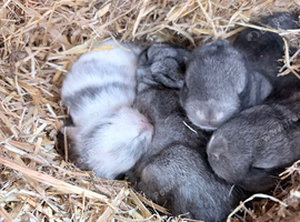 Beautiful Mini Lop Rabbits &ndash; 2 Weeks Old &ndash; &pound;50 Each &ndash; Ready to Reserve