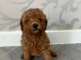 Toy poodle girl