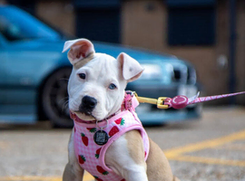 Female American staffy