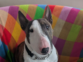 Young male Miniature Bull terrier