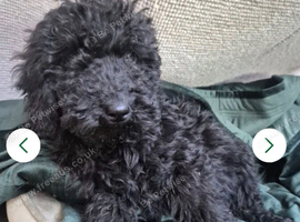 Beautiful f2b cockapoo's READY NOW