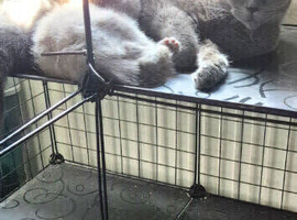 Ready now British Shorthair kittens