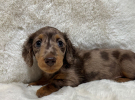 Miniature longhaired dachshund chocolate dapple girl