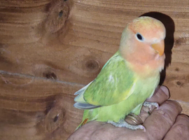 Love bird