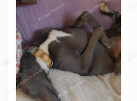 Lurcher pup