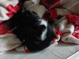 Dobbie, a sweet natured 12 month old male kitten
