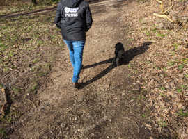 Preston Dog Walker