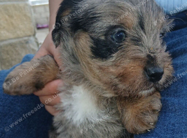 Female Dapple Merle Male