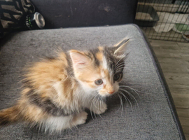 Ragdoll x main coon kittens