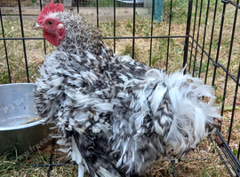 Handsome frizzle feathered pekin Cockerel
