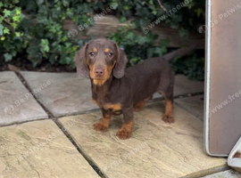 Dachshund pups for sale