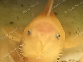 Bristlenose Pleco, Shrimps & 54l Tanks