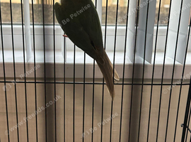 Cinnamon conure very healthy and active with cage