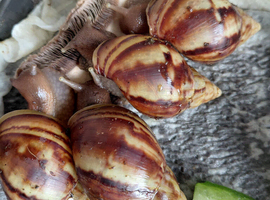 Giant African Land Snails