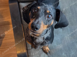 2 year old purebred dachshund