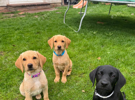 Labrador pups
