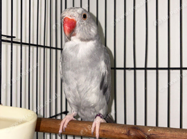 Grey Indian ring neck