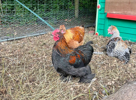 Silkie trio