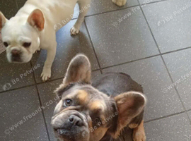1 year old fluffy blue and beige Frenchie looking for his forever home he's good with kids and other dogs