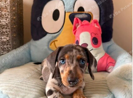 EXTREME CUTENESS! MINIATURE DACHSHUND PUPPIES