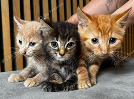 3 beautiful kittens looking for forever home