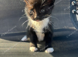 6 mixed breed tuxedo kittens