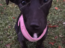 Poppy a 6 month old Jack Russell
