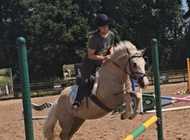 13.3hh 6 year old palomino mare