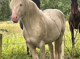 15h Cremello cob FOR STUD