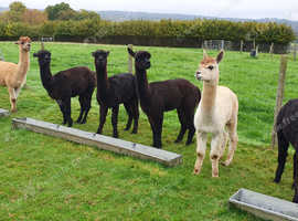 Delightful, friendly male alpacas for sale - offers invited