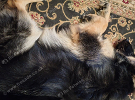 German Shepherd