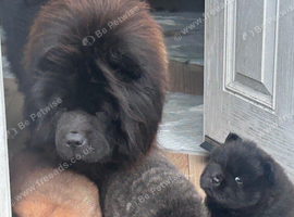 Chow chow ready now