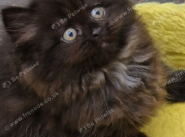 Male kitten British Longhair