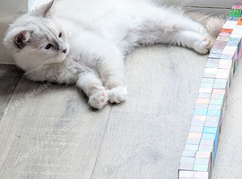 RTG!Champ,TICA, pedigree ragdoll kitten