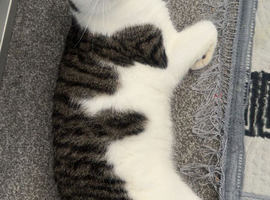 1 year old cat