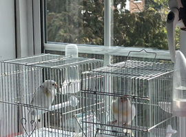 Golfinches