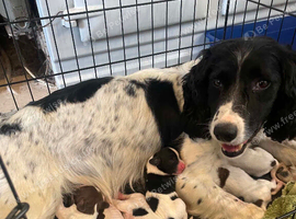 Springer Spaniel Puppies