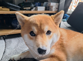 1.8 month old shiba inu