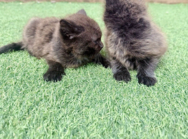 2x Female kittens