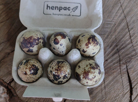 Organic fertile quails eggs