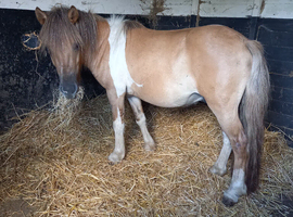 !Cutest 10.2hh 4yr gelding!