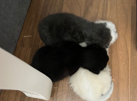 Kittens for sale