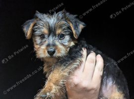 Yorkie female pup
